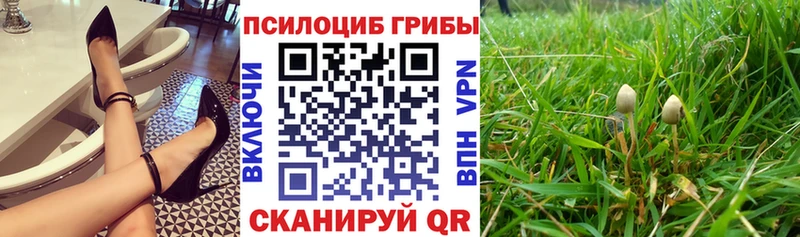 Псилоцибиновые грибы Cubensis  что такое   Неман 
